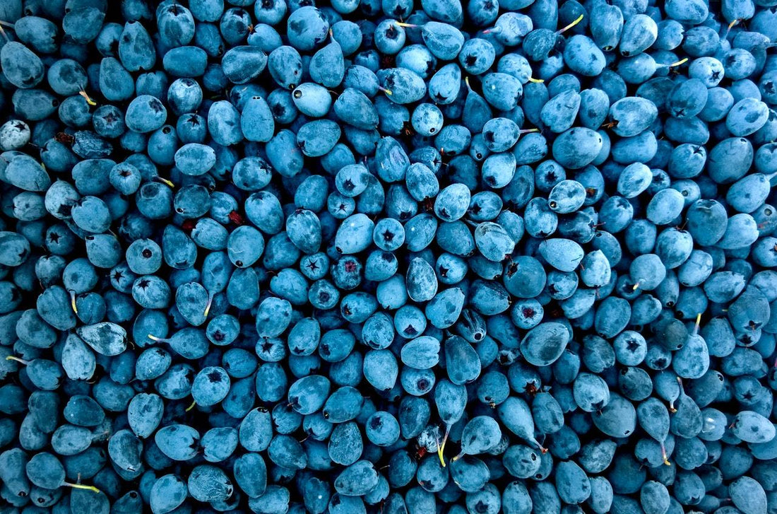 5 Things to Not Forget When Maintaining a Healthy Immune System