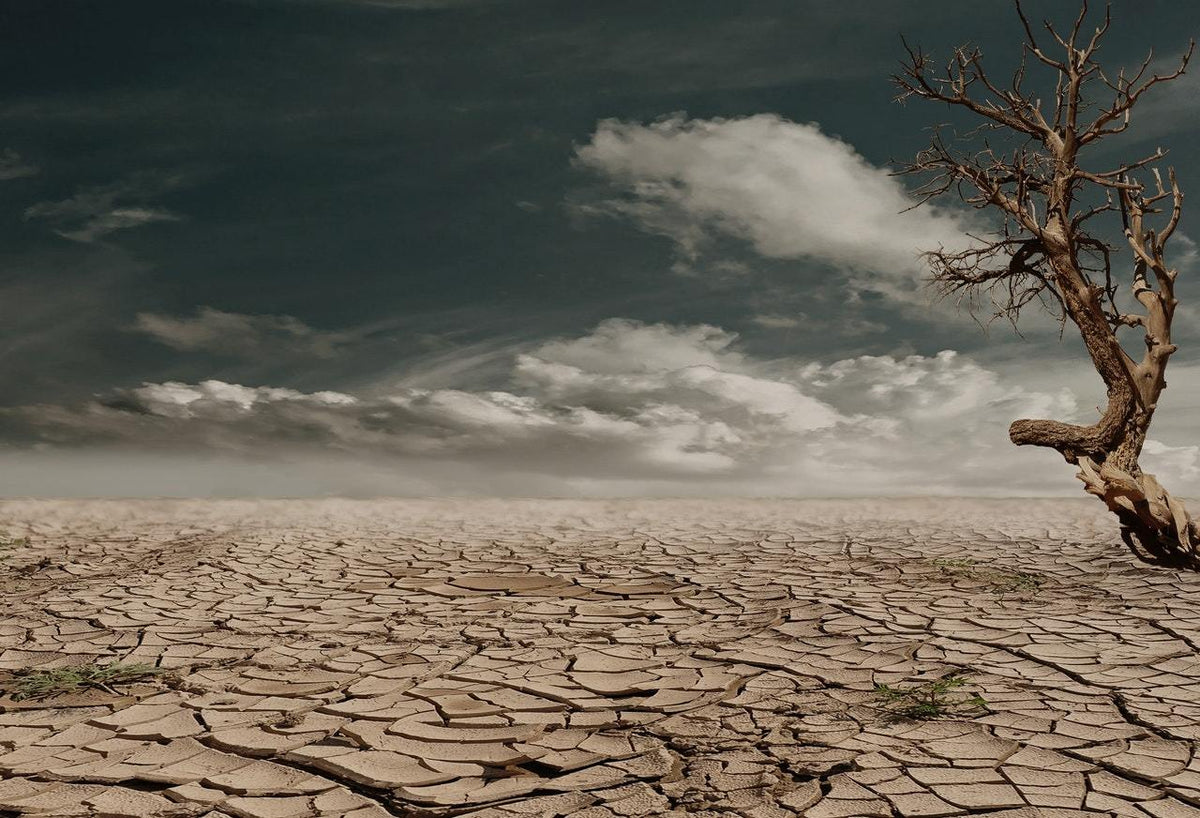 Climate Change: 3 Actions you Can Take Right Now